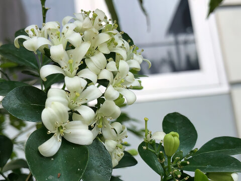 Dense cluster of white orange jasmine flowers blooming among glossy green leaves, ideal for botanical, garden, fragrance, beauty, wellness, and natural background themes.