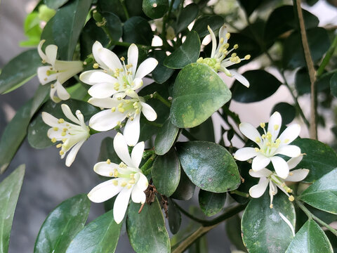 Detailed white orange jasmine blossoms reveal yellow stamens against dark glossy leaves, useful for floral biology, botany, pollination, fragrance, garden, and nature imagery.