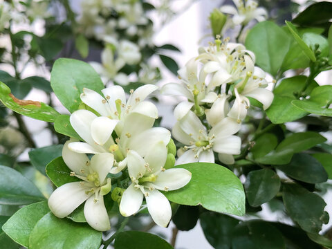 Close view of creamy white orange jasmine blossoms with soft green foliage and shallow focus, suited to skincare, fragrance, floral design, wellness, garden, and nature concepts.