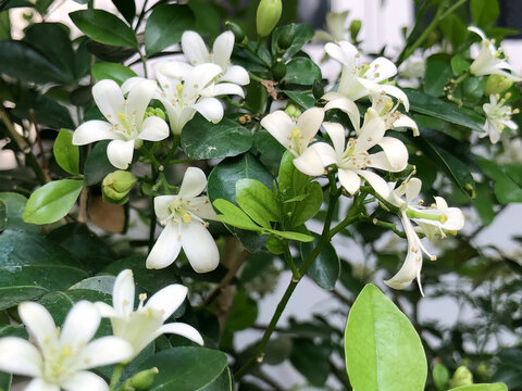 Abundant white orange jasmine blossoms fill dense glossy foliage, offering a lush ornamental garden image for floral backgrounds, landscaping, fragrance, wellness, and home decor