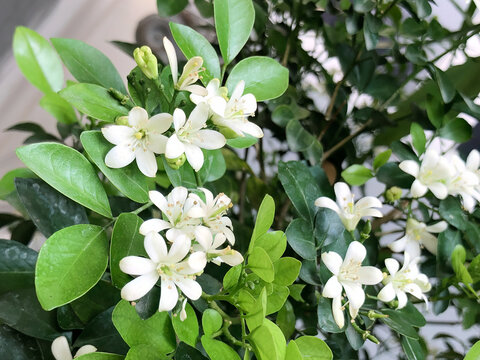 Multiple white orange jasmine flower clusters grow beside bright young shoots on an ornamental shrub, suited to gardening, landscaping, renewal, plant care, and tropical nature themes.