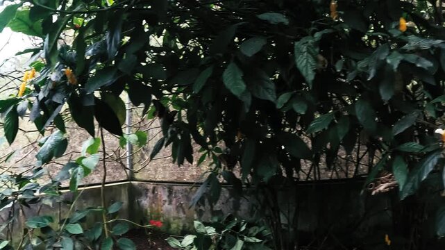 Butterfly Flying Through Tropical Plants Inside Ecuador Butterfly House, Motion Blur, Green Leaves, Pollinator Habitat and Biodiversity Display