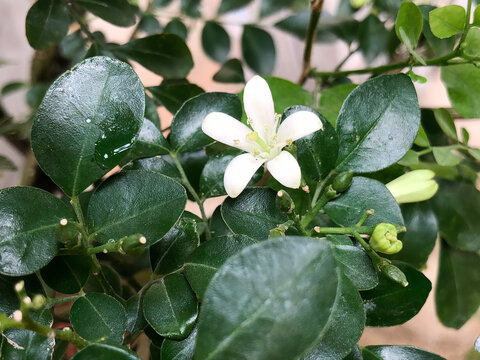Fresh white blossom beside a clear water drop on glossy green foliage, suited for hydration, clean beauty, skincare, freshness, wellness, and natural product concepts.