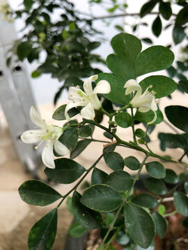 Airy white flowers on a slender green twig with natural open space, ideal for advertising, greeting cards, wellness branding, editorial layouts, and botanical design.