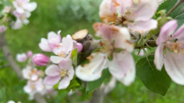 Apple tree in full bloom, white and pink blossoms with yellow anthers among young leaves, soft diffused light and green grass bokeh in a spring orchard