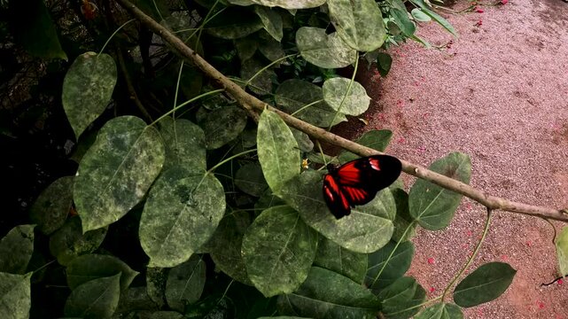 Close View of Red and Black Butterfly on Green Leaf in Tropical Ecuador Butterfly Garden, Pollinator Insect, Biodiversity and Conservation Detail