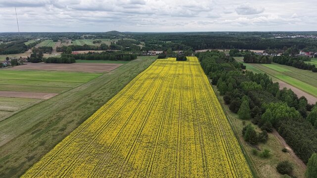 Spring oilseed rape field captured by drone