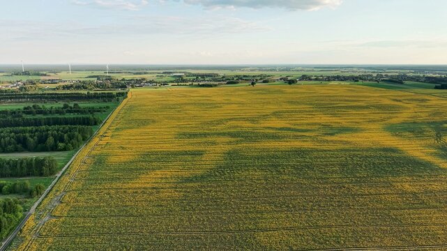 Aerial Perspective Over Flowering Canola Crop Rows