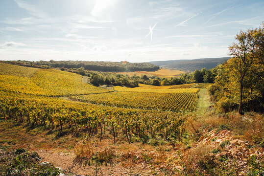 Paysages de vignes en automne. Production de vin en Bourgogne. Viticulture en C&ocirc;te-d'Or. Val viticole automnal. Vignes jaunes. Meursault, Beaune, Nuits-Saint-Georges. Vignoble