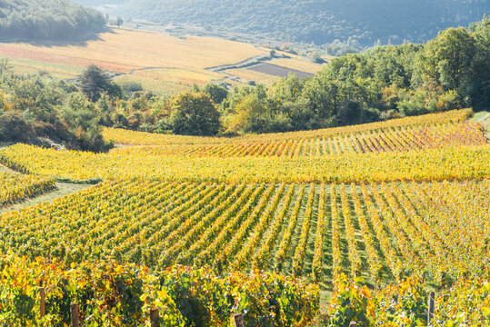 Paysages de vignes en automne. Production de vin en Bourgogne. Viticulture en C&ocirc;te-d'Or. Val viticole automnal. Vignes jaunes. Meursault, Beaune, Nuits-Saint-Georges. Vignoble