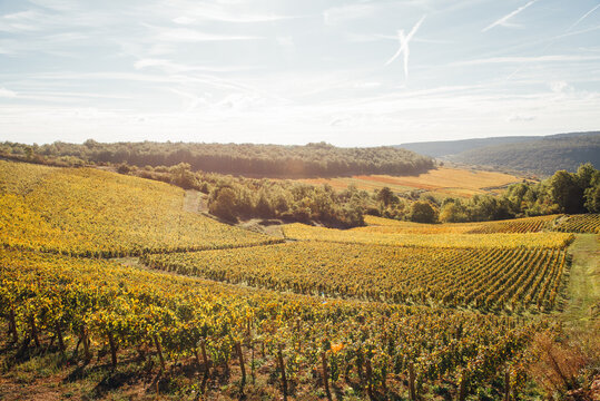 Paysages de vignes en automne. Production de vin en Bourgogne. Viticulture en C&ocirc;te-d'Or. Val viticole automnal. Vignes jaunes. Meursault, Beaune, Nuits-Saint-Georges. Vignoble