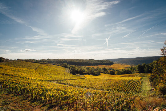 Paysages de vignes en automne. Production de vin en Bourgogne. Viticulture en C&ocirc;te-d'Or. Val viticole automnal. Vignes jaunes. Meursault, Beaune, Nuits-Saint-Georges. Vignoble