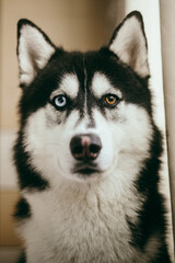 Fototapeta premium Siberian Husky dog with odd eyes and heterochromia looking directly at camera