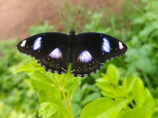 butterfly on a flower © Dilu