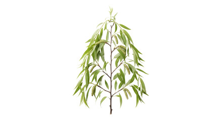 Green willow tree branch with long narrow leaves and catkin flowers isolated on a black background © Jurairat