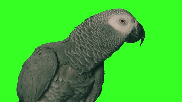 African grey parrot looking around on green screen background for video compositing.