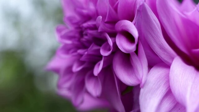 A close up macro shot of an elegant purple dahlia flower, showcasing its intricate petals swaying gently in a serene natural setting.