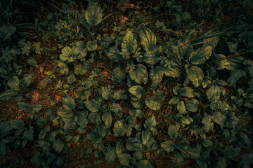 Obraz premium Dark grass texture 