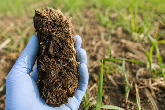 Soil Sample Showing Organic Matter and Root Structure