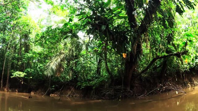 Amazon Riverbank in Ecuador with Dense Tropical Rainforest, Brown Water, Exposed Roots and Remote Jungle Waterway Landscape