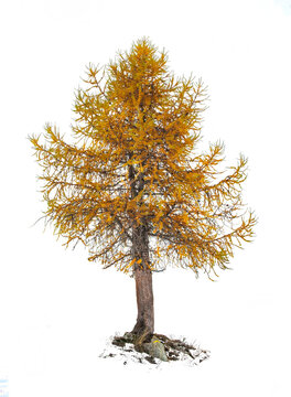 larch and its beautiful golden needles in autumn isolated on white background