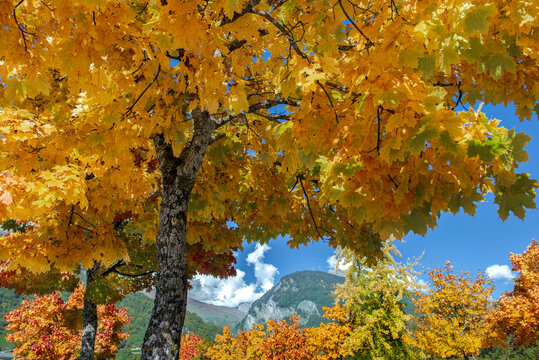 beautiful vibrant yellow and orange maple tree with leaves illuminated by sunlight with mountain background
