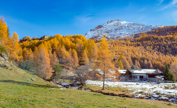 landscape of alpine forest with larches in beautiful golden colors under blue sky and snowy mountain background
