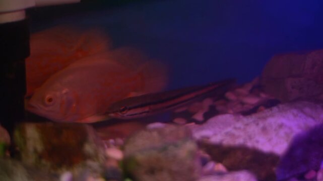 Oscar Fish and Striped Snakehead Swimming Under Purple LED
