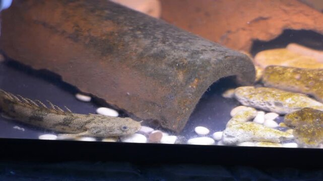 Polypterus endlicherii, Palmas endlicer, Resting Near Ceramic Tube Hide in Aquarium
