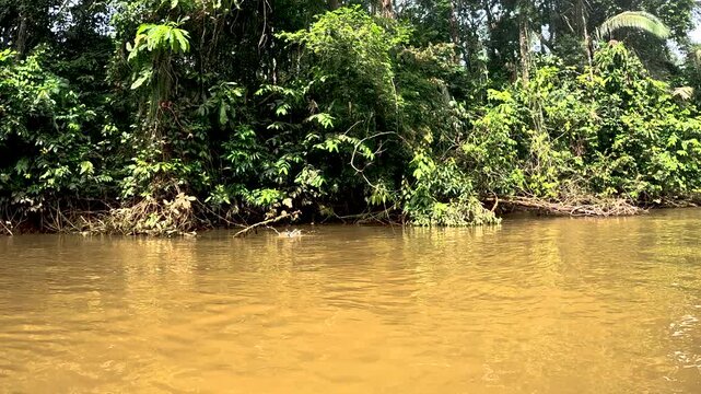 Muddy Amazon River in Ecuador with Dense Green Rainforest Bank, Brown Water, Tropical Vegetation and Remote Jungle Waterway Landscape