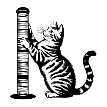 Tabby cat scratching sisal pole, classic black and white illustration showing striped feline using tall post for claw care. Domestic animal actively grooms healthy claws.