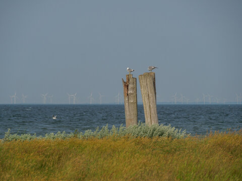 Hallig Hooge in der Nordsee