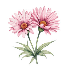 Obraz premium Elegant watercolor illustration of a single white magnolia blossom with delicate petals and green leaves.