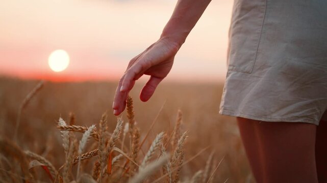 Beautiful sunset or sunrise above golden rye field, rural life, woman standing. Female person admiring sundown and touchin ripe wheat ears in farmland, picturesque scenery in country, summertime