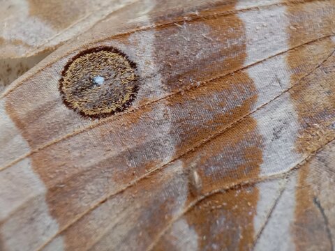 a brown butterfly wing with a detailed eyespot pattern