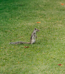 Indian Palm Squirrel standing on hind legs © Felix