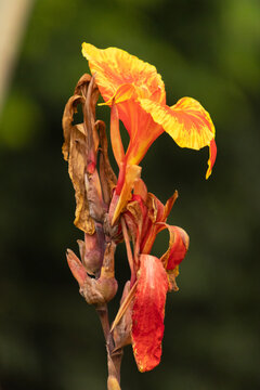 Canna Lily