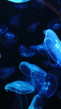 Glowing Blue Jellyfish Drifting In Deep Dark Ocean Water With Soft Bioluminescent Illumination