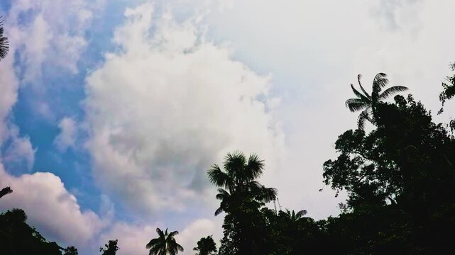 Blue Sky and White Clouds Above Tropical Rainforest Canopy in Ecuador, Palm Silhouettes, Jungle Weather and Natural Travel Background