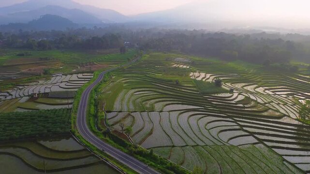 Aerial view of lush green rice terraces at sunrise with golden light reflecting in the water, surrounded by palm trees and misty mountains in Wonosobo, Central Java, Indonesia.