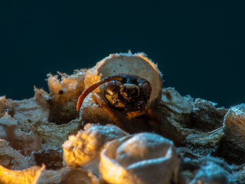 Abandoned Wasp Nest Cells with Dead and Unhatched Larvae in Colorful Surroundings