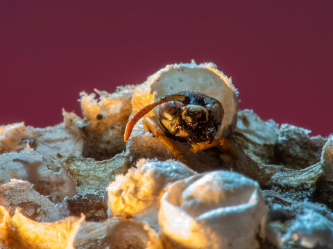 Abandoned Wasp Nest Cells with Dead and Unhatched Larvae in Colorful Surroundings