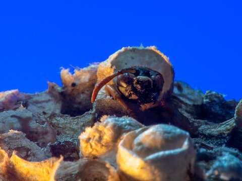Abandoned Wasp Nest Cells with Dead and Unhatched Larvae in Colorful Surroundings