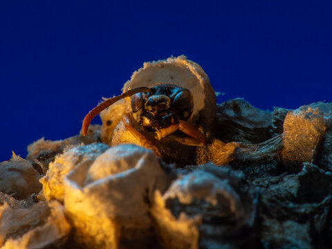 Abandoned Wasp Nest Cells with Dead and Unhatched Larvae in Colorful Surroundings