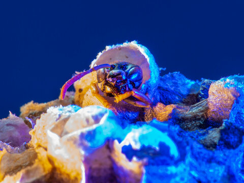 Abandoned Wasp Nest Cells with Dead and Unhatched Larvae in Colorful Surroundings
