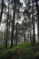 Fototapeta premium Peaceful pine forest with a narrow natural trail surrounded by lush green vegetation and soft sunlight.