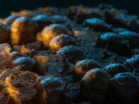 Abandoned Wasp Nest Cells with Dead and Unhatched Larvae in Colorful Surroundings