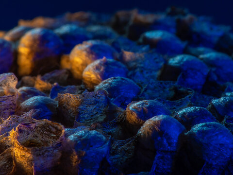 Abandoned Wasp Nest Cells with Dead and Unhatched Larvae in Colorful Surroundings
