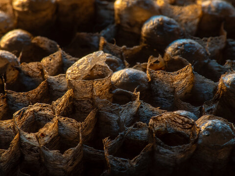 Abandoned Wasp Nest Cells with Dead and Unhatched Larvae in Colorful Surroundings