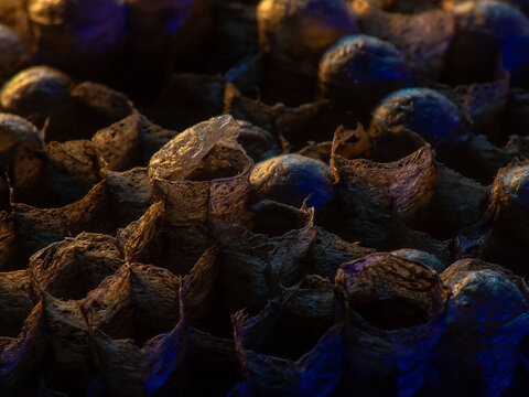 Abandoned Wasp Nest Cells with Dead and Unhatched Larvae in Colorful Surroundings